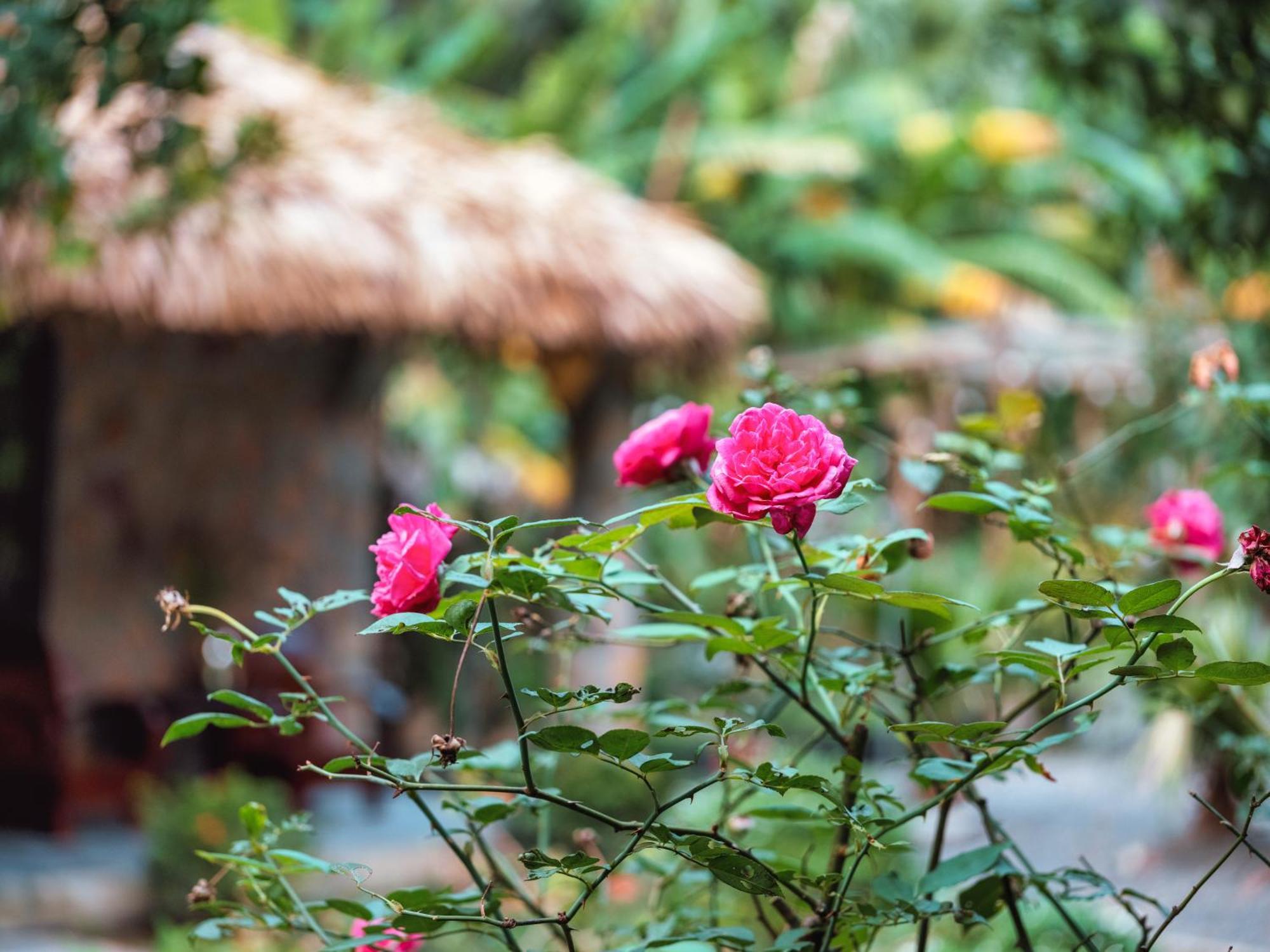 Cozy Beer Garden Homestay Ninh Binh Dış mekan fotoğraf